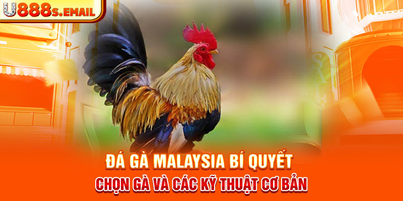 Đá Gà Malaysia Bí Quyết Chọn Gà Và Các Kỹ Thuật Cơ Bản