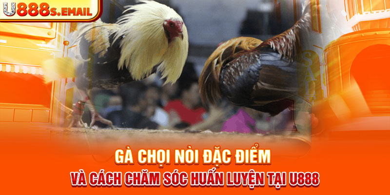 Gà Chọi Nòi Đặc Điểm Và Cách Chăm Sóc Huấn Luyện Tại U888