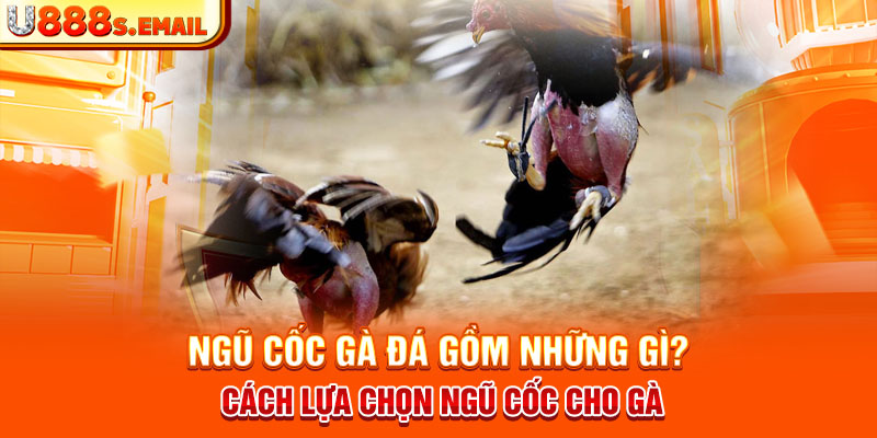 Ngũ Cốc Gà Đá Gồm Những Gì? Cách Lựa Chọn Ngũ Cốc Cho Gà