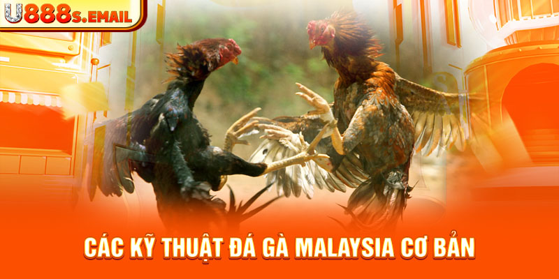 Các kỹ thuật đá gà malaysia cơ bản