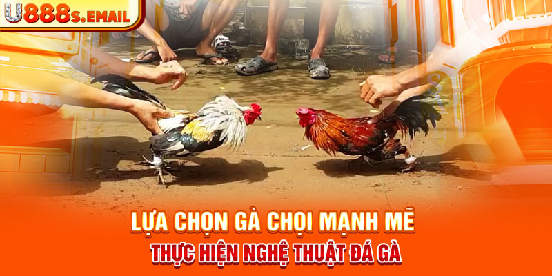 Lựa chọn gà chọi mạnh mẽ thực hiện nghệ thuật đá gà 