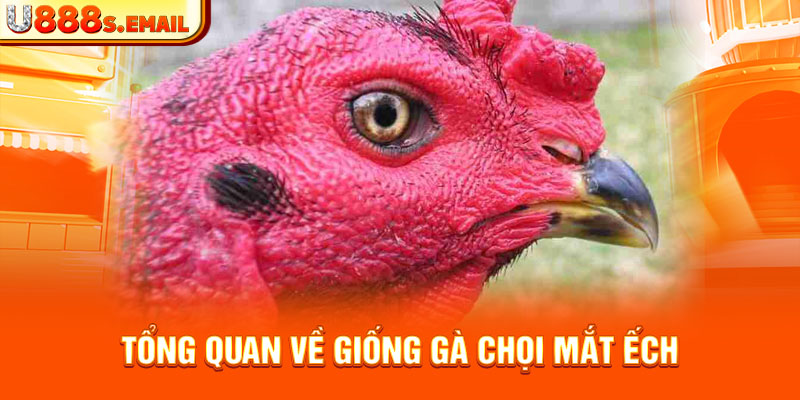 Tổng quan về giống gà chọi mắt ếch