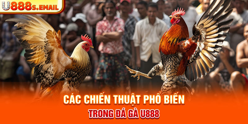 Các chiến thuật phổ biến trong đá gà u888 