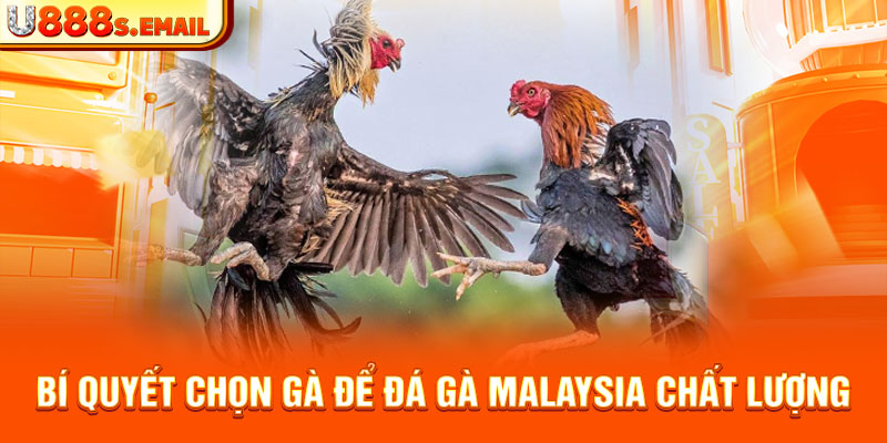 Bí quyết chọn gà để đá gà malaysia chất lượng