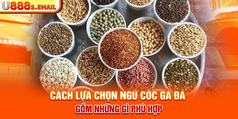 Cách lựa chọn ngũ cốc gà đá gồm những gì phù hợp