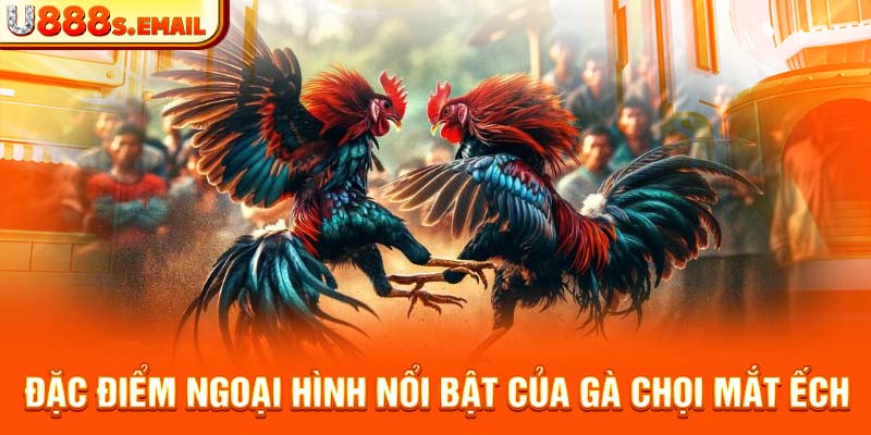 Đặc điểm ngoại hình nổi bật của gà chọi mắt ếch 