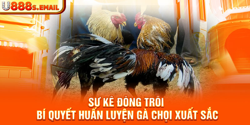 Sư Kê Đông Trôi - Bí Quyết Huấn Luyện Gà Chọi Xuất Sắc 