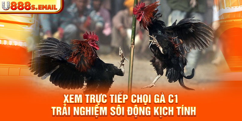 Xem Trực Tiếp Chọi Gà C1 - Trải Nghiệm Sôi Động Kịch Tính 