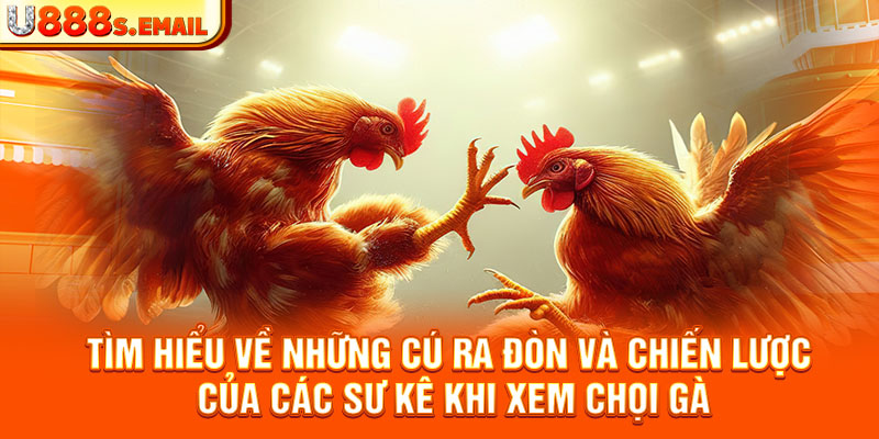 Tìm hiểu về những cú ra đòn và chiến lược của các sư kê khi xem chọi gà